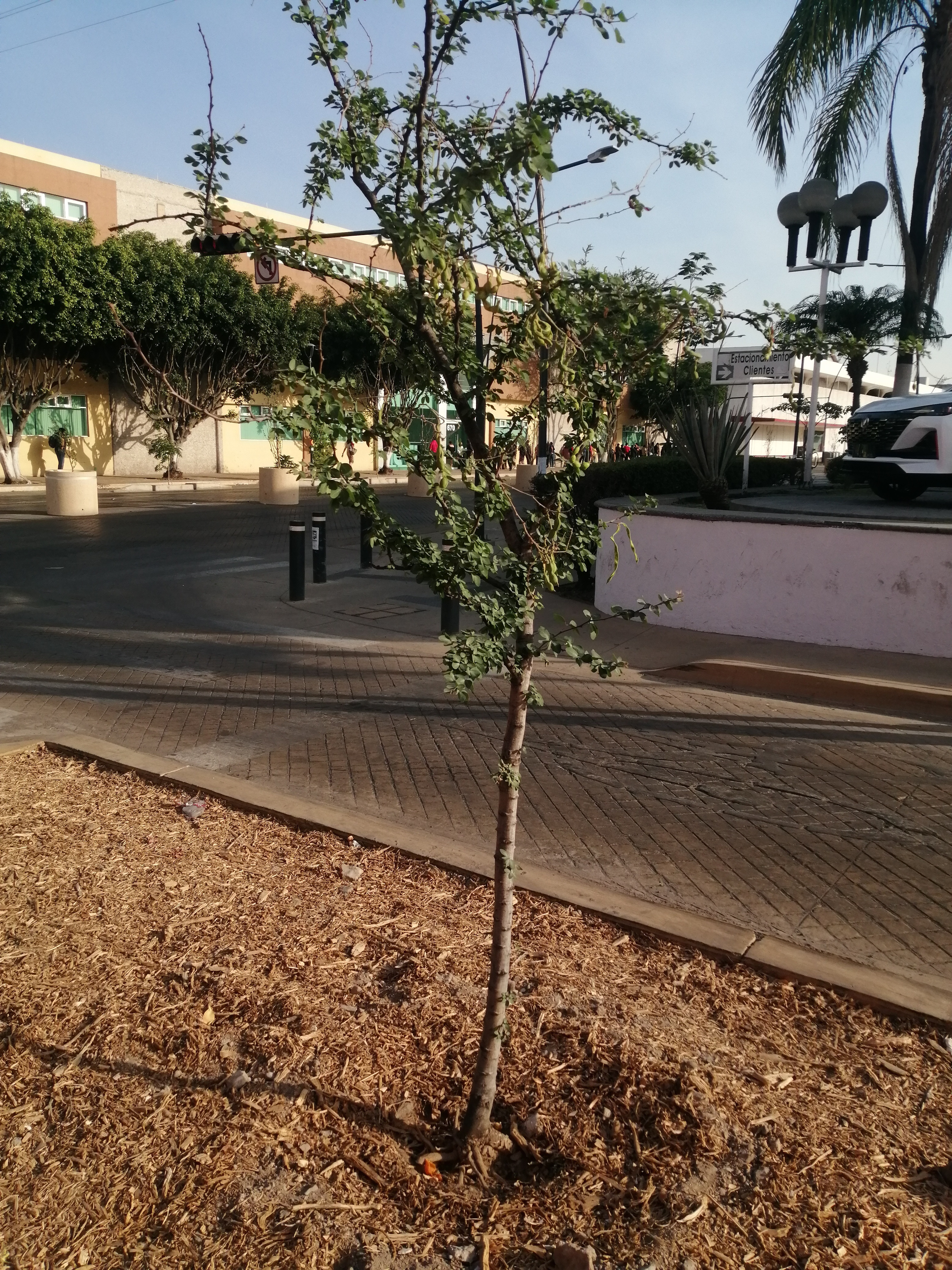Imagen del proyecto