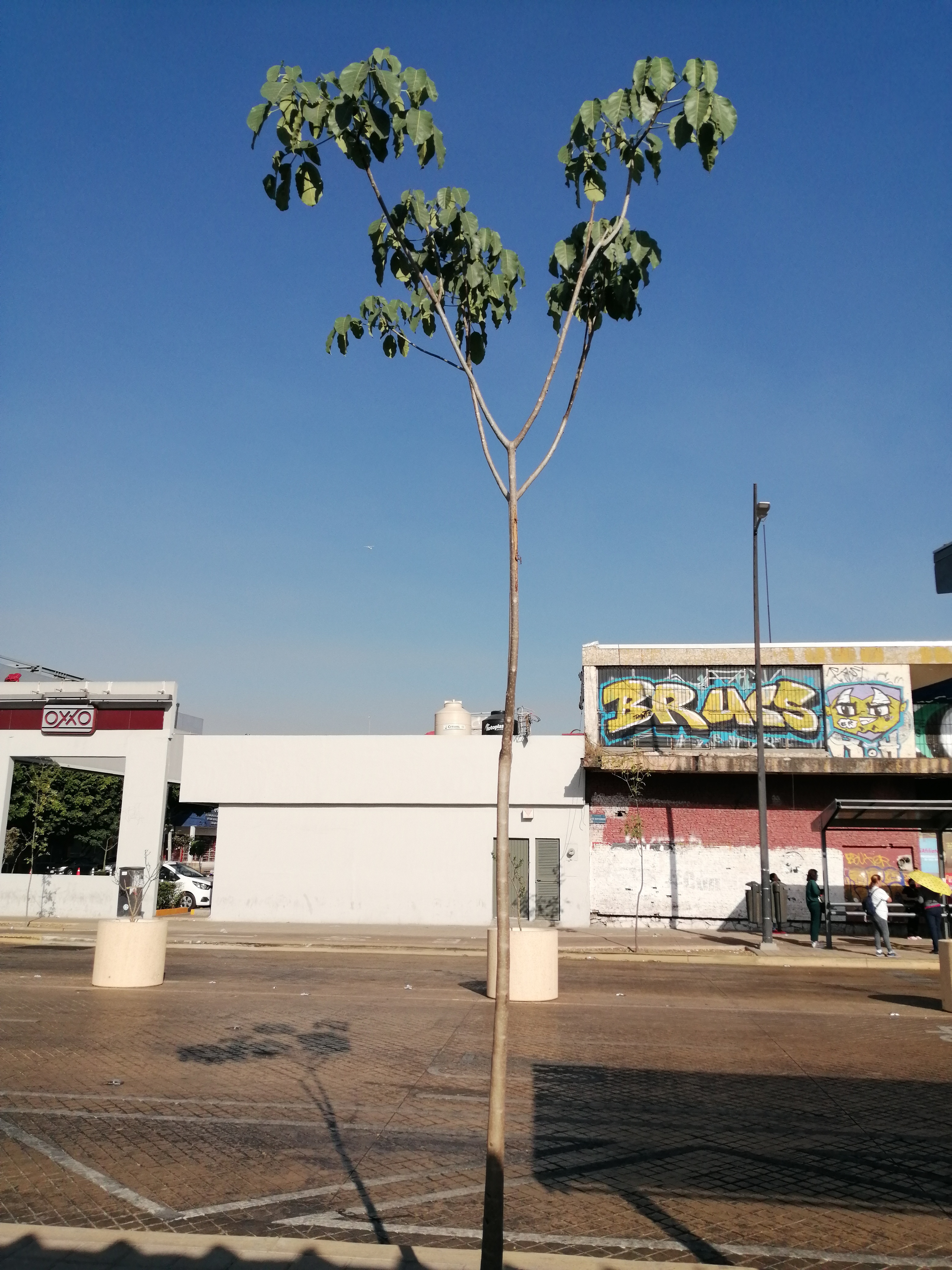 Imagen del proyecto