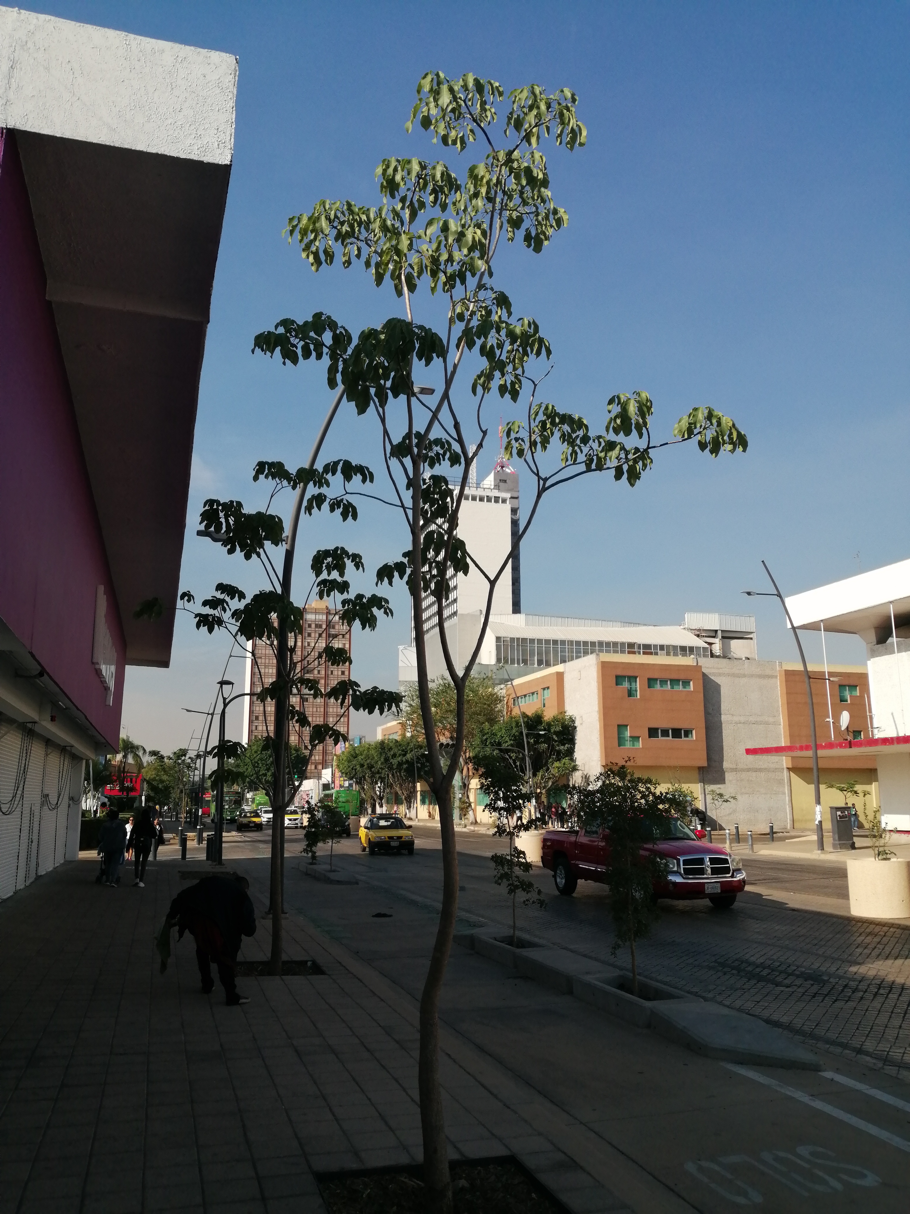 Imagen del proyecto